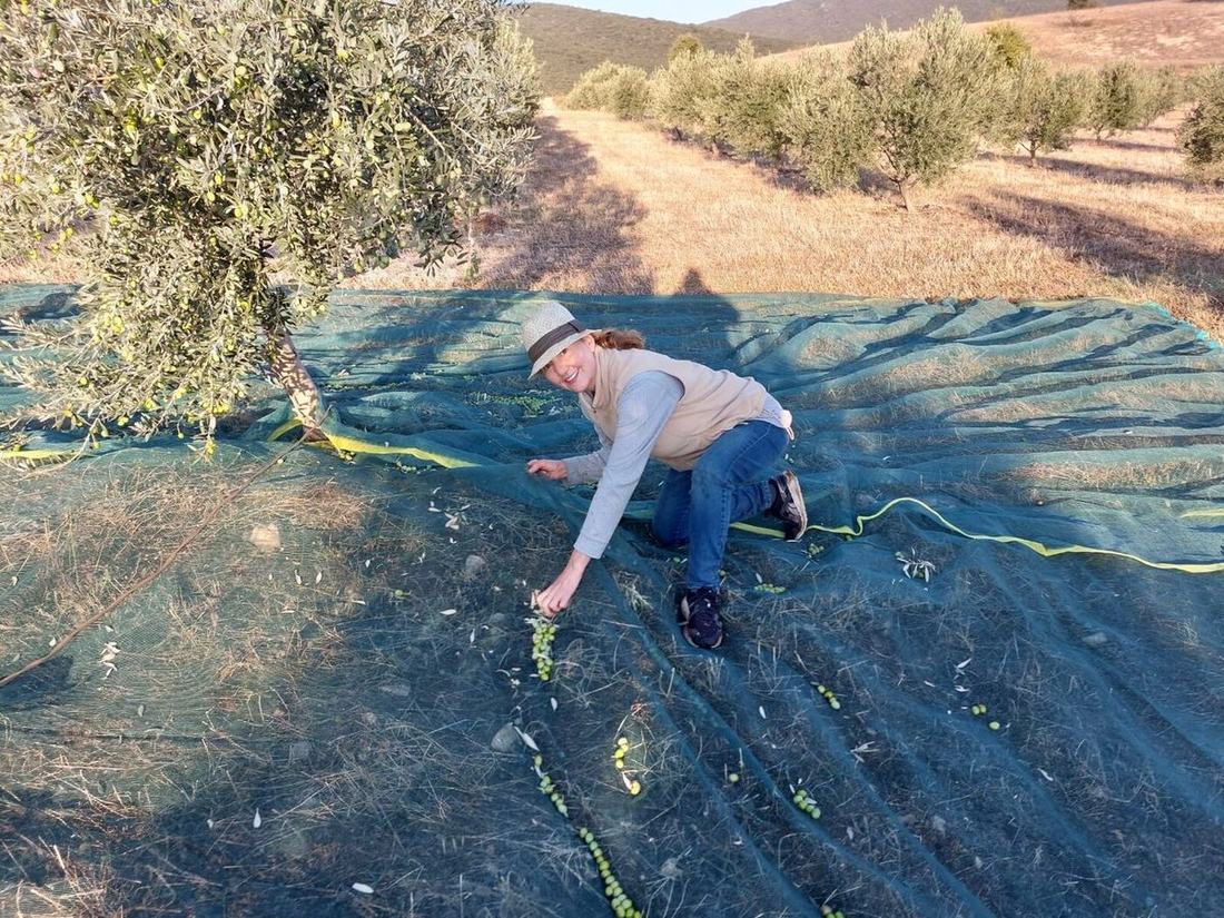 Manual harvest